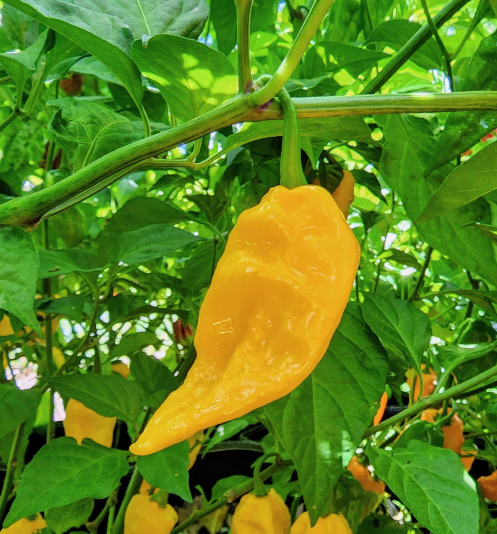 Мащабиране