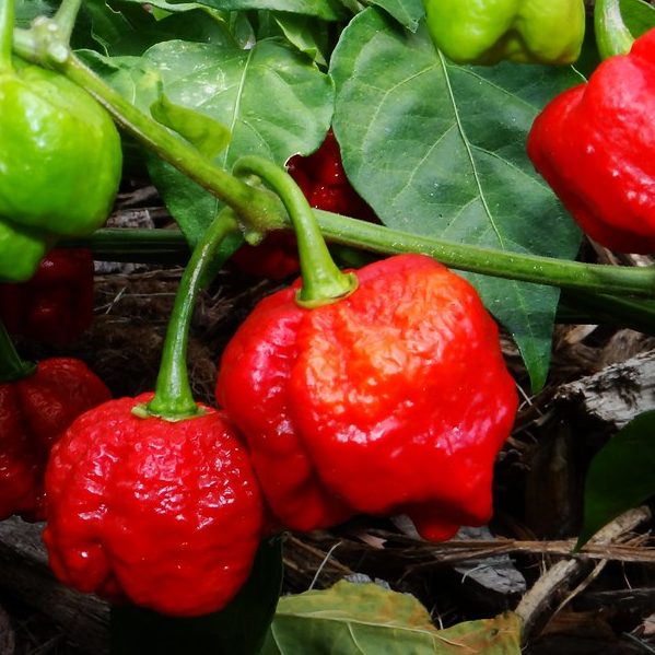 Мащабиране