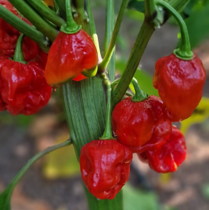 Мащабиране