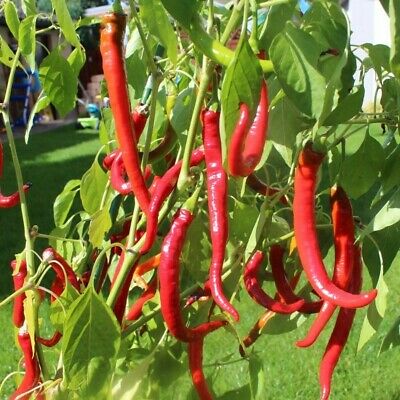 Мащабиране