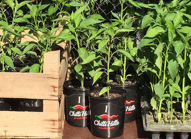 Мащабиране