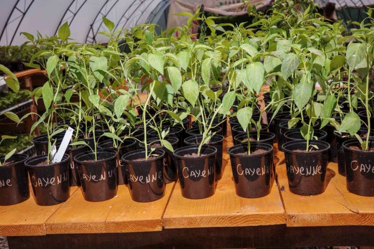 Мащабиране