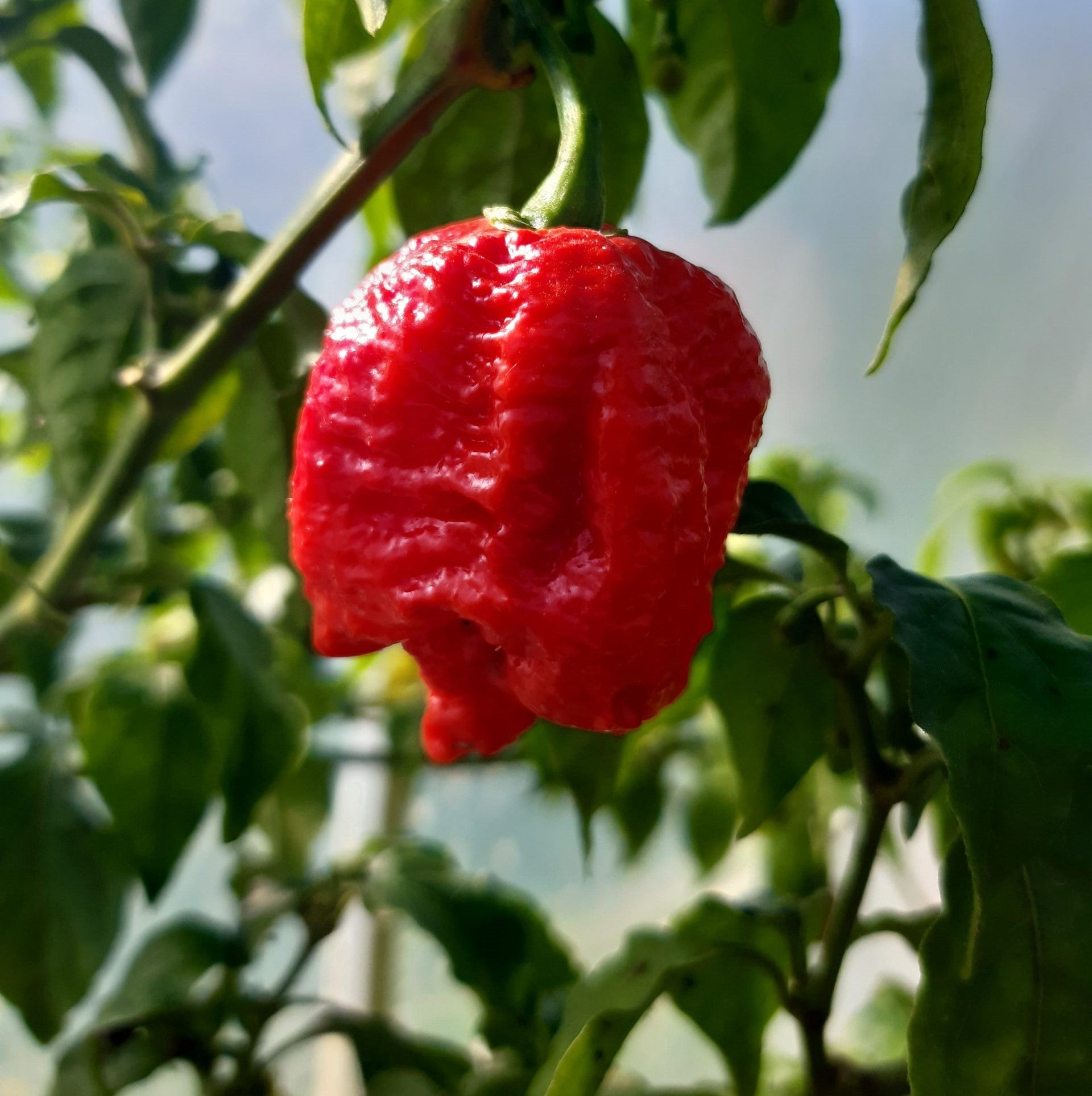 Мащабиране