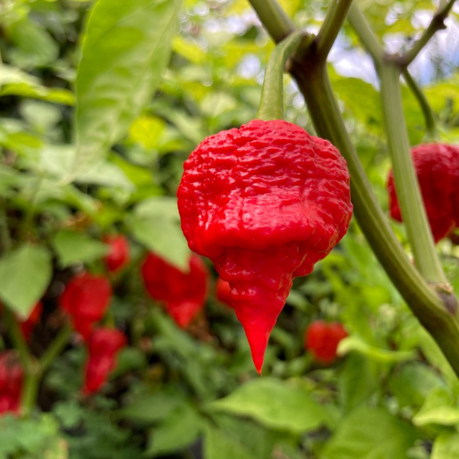 Мащабиране