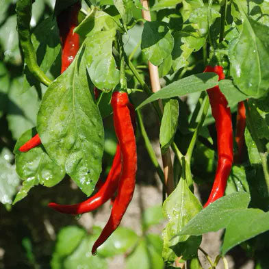 Семена Кайен