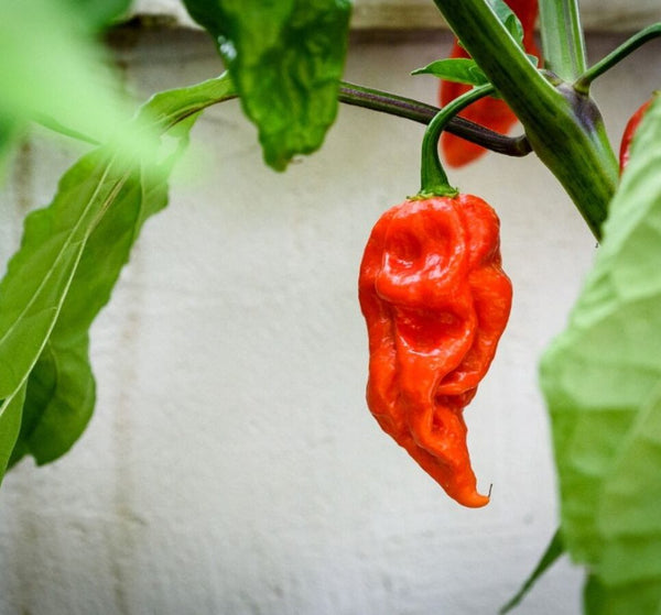 Семена Нага