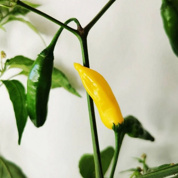 Семена Ахи Лимон