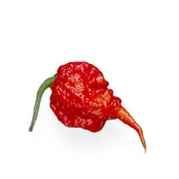 Каролина Рийпър