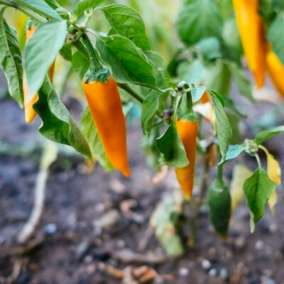 Семена Български морков