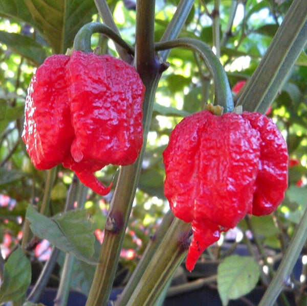 Семена Каролина Рийпър